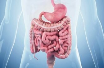 Що таке кишківник: роль, функції та як підтримувати його здоров’я