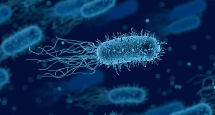 Що таке кишкова паличка: важливі факти про бактерію і її значення