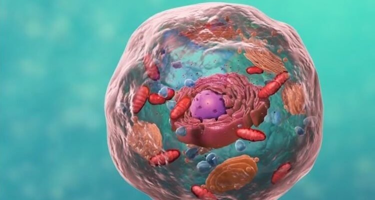 Клітинна стінка: Визначення, функції та значення для організмів