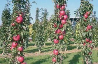 Що таке колоновидні дерева: особливості та переваги цього виду рослин