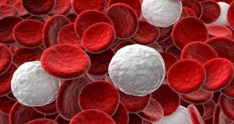 Що таке лейкоцити: основні функції та роль в організмі людини