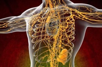 Лімфа: що це таке та яку роль відіграє в організмі людини