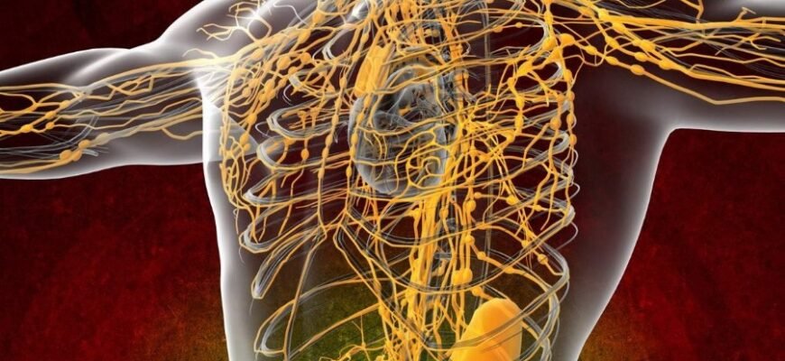 Лімфа: що це таке та яку роль відіграє в організмі людини