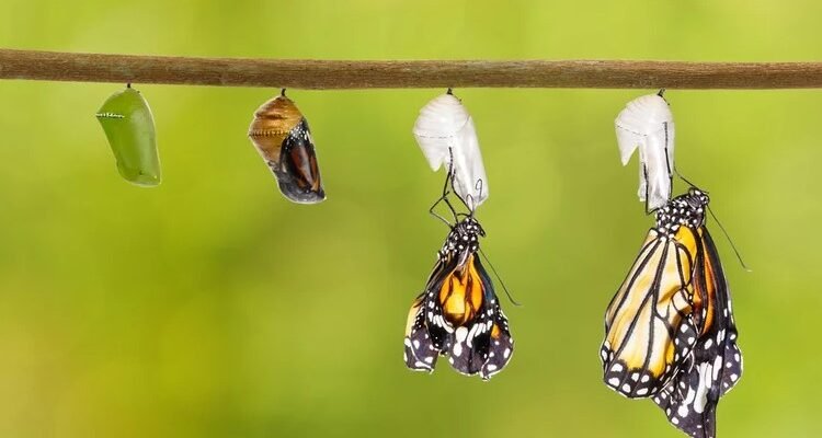 Розкриття поняття метаморфози: як відбуваються ці зміни в природі