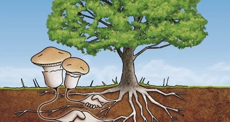 Мікориза: як симбіоз рослин і грибів покращує врожайність грунту