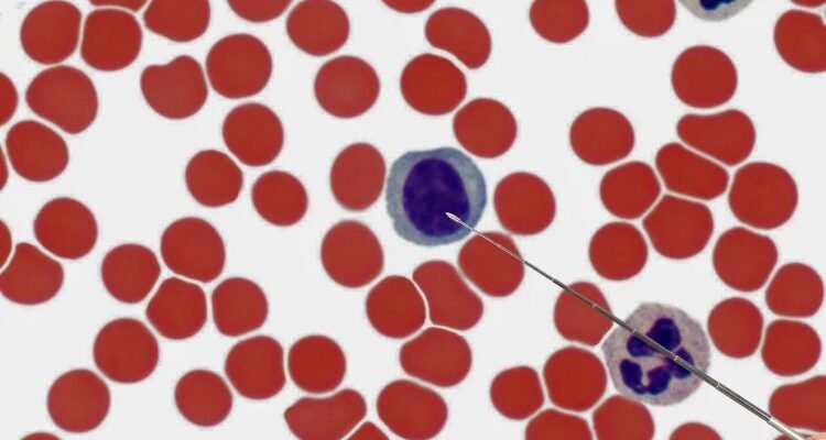 Моноцити: роль, функції та значення в імунній системі людини