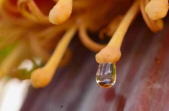 Що таке нектар: визначення, користь і як обрати якісний продукт