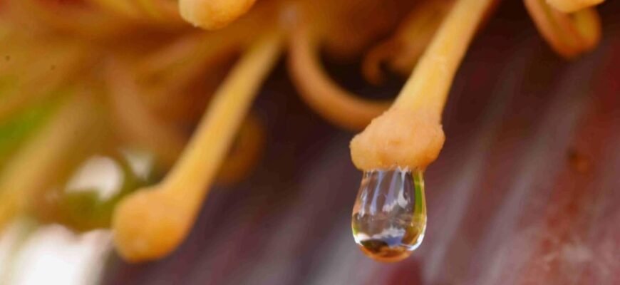 Що таке нектар: визначення, користь і як обрати якісний продукт