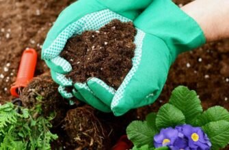 Органічні добрива: визначення, види та переваги для ґрунту та рослин