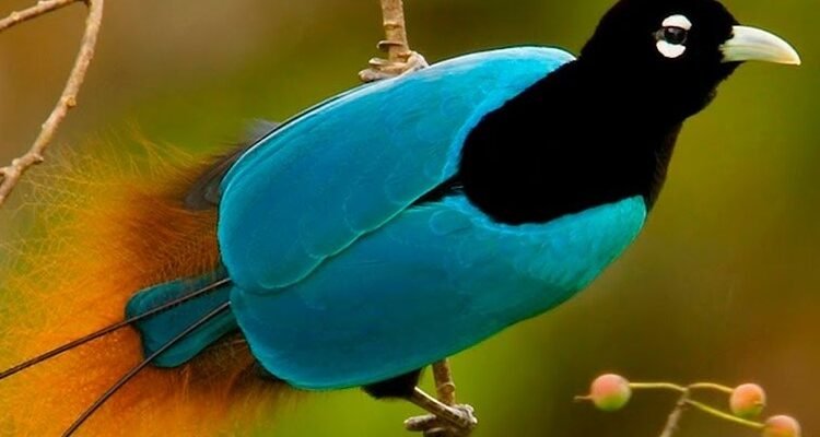 Що таке орнітологія: основи вивчення птахів та важливість науки Що таке орнітологія: основи вивчення птахів та важливість науки