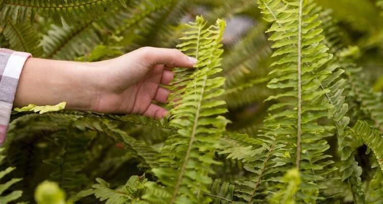 Папороть: Види, Значення та Догляд за Цією Древньою Рослиною