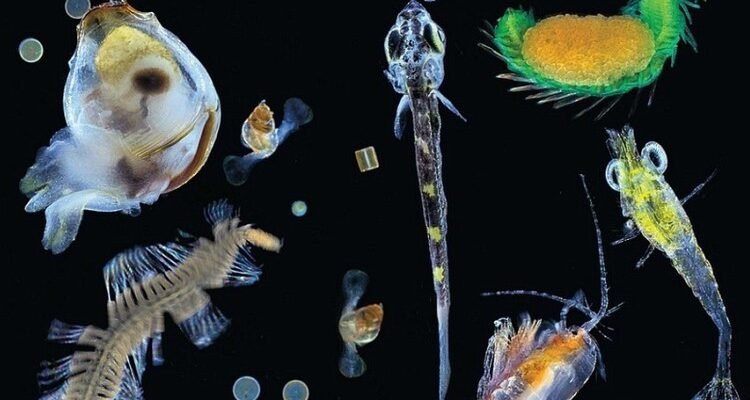 Що таке планктон: Важливість і роль у морських екосистемах