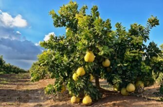 Помело: Що це за фрукт, його корисні властивості та як обирати