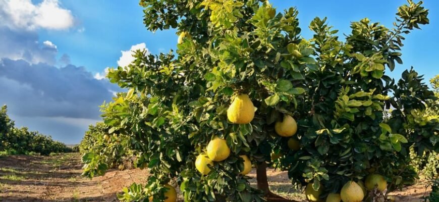 Помело: Що це за фрукт, його корисні властивості та як обирати