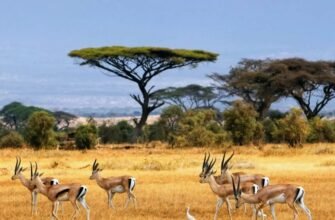 Що таке природна зона: визначення, особливості та значення