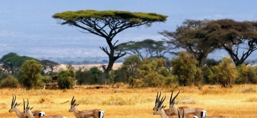 Що таке природна зона: визначення, особливості та значення Що таке природна зона: визначення, особливості та значення