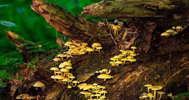 Редуценти: Важливість та роль у природних екосистемах України