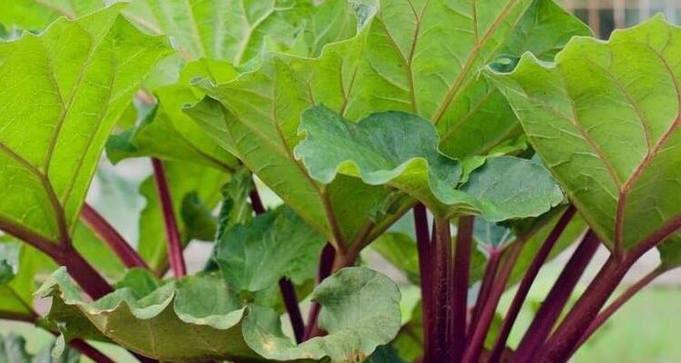 Що таке ревінь: користь, властивості та способи вирощування рослини