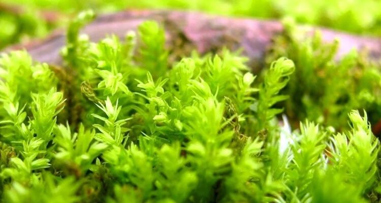 Що таке сфагнум: властивості та застосування моху в природі та садівництві Що таке сфагнум: властивості та застосування моху в природі та садівництві