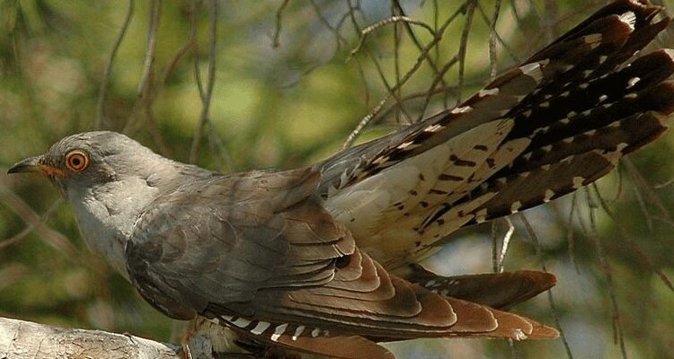 Зигзиця: Від міфів до сучасності – розкриваємо загадковий феномен