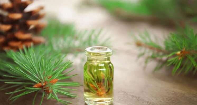 Скипидар: визначення, властивості та застосування цього ефірного масла