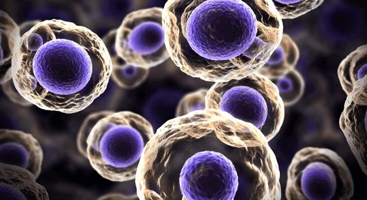 Що таке стовбурові клітини та як вони використовуються в медицині?