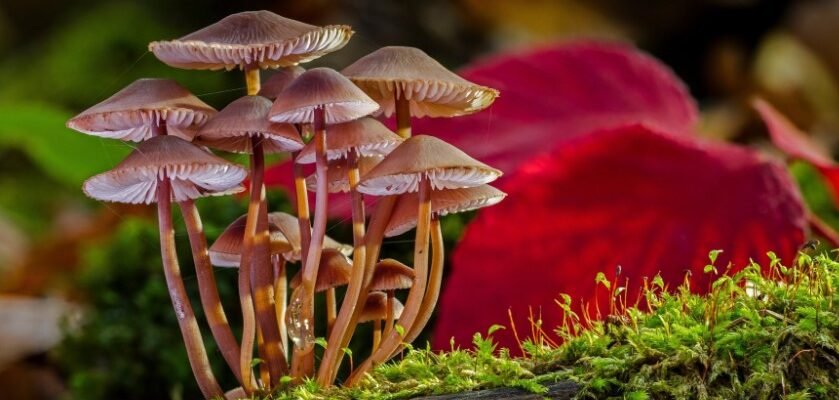 Світ грибів: ключова ланка, що підтримує екосистему Землі