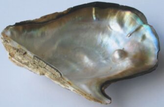 Як утворюються перлини у молюсків: історія з подразненням починається