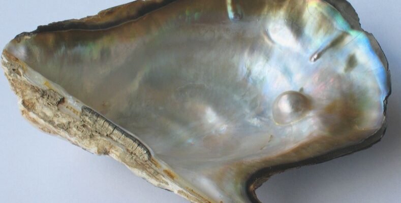 Як утворюються перлини у молюсків: історія з подразненням починається