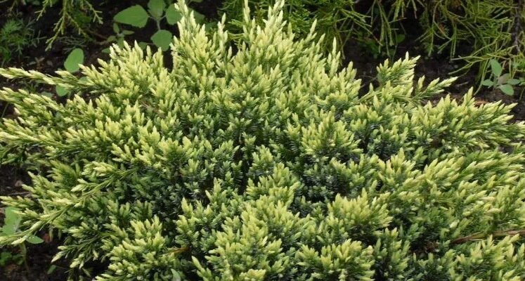 Що таке ялівець: властивості, види та користь для здоров’я